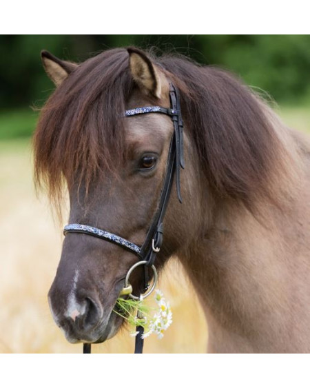 Kavalkade IJslander neusriem Kjartan-Blár Island, Zwart/Blauw