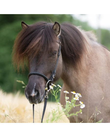 Kavalkade IJslander neusriem Kjartan-Svartur Island, zwart
