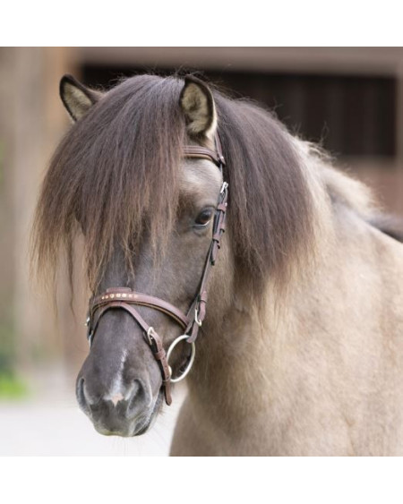 Kavalkade IJslander frontriem Aradis-Fleginn Island, Bruin-Bruin