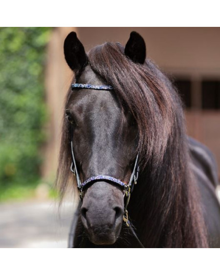 Kavalkade IJslander frontriem Kjartan-Blár Island, Zwart-Blauw