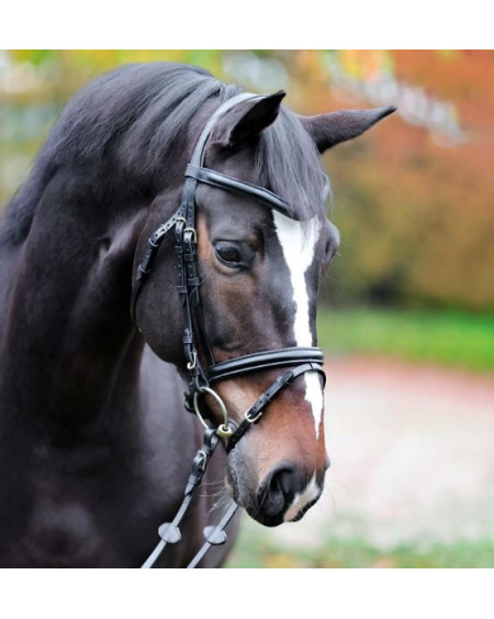 Kavalkade Proline Hoofdstel William, Zwart