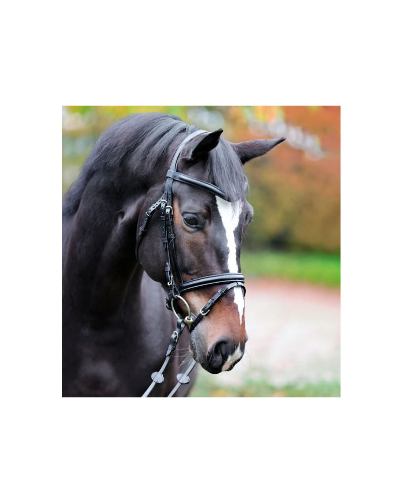 Kavalkade Proline Hoofdstel William, Zwart