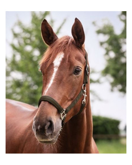 Waldhausen zacht onderlegd Halster Satin, Zwart