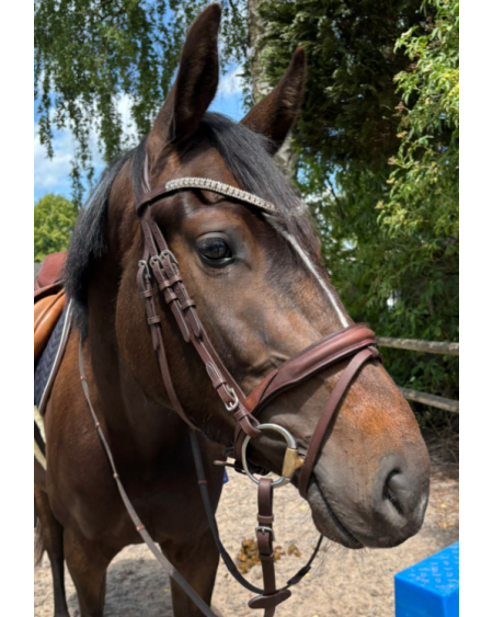 Kavalkade KavalSH4 hoofdstel Everness van geolied leer, Bruin