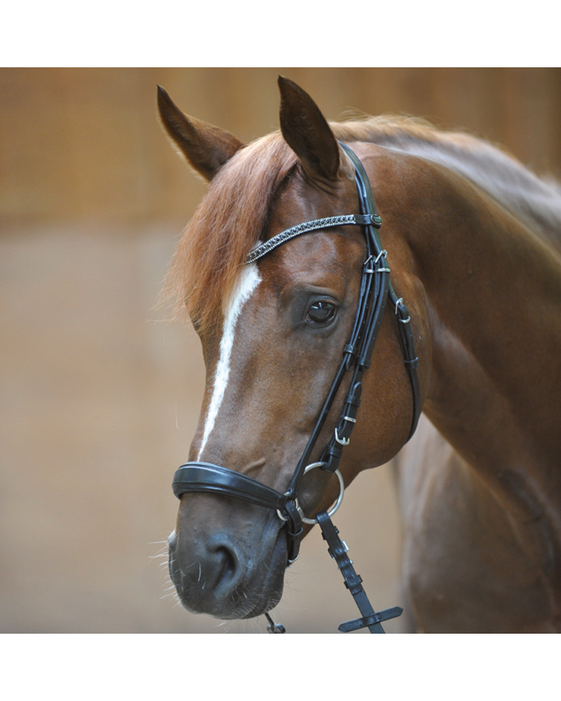 Kavalkade Hannoveraans Hoofdstel Isabella, Zwart