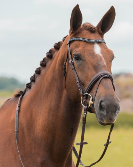 Horka Hoofdstel Nikki, Bruin