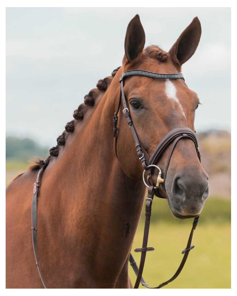 Horka Hoofdstel Nikki, Bruin